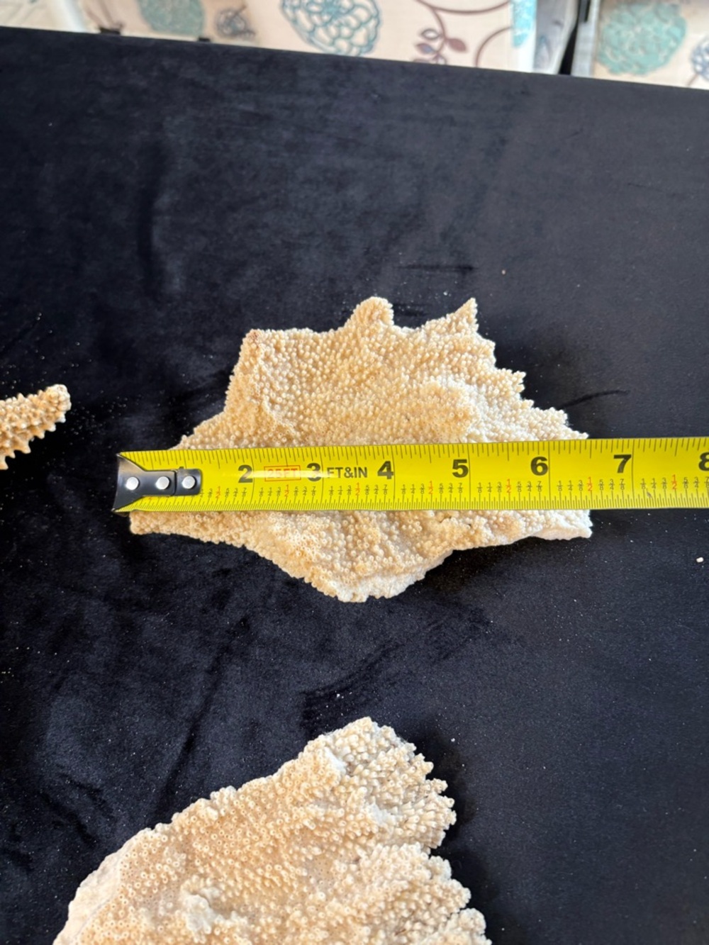 Collectible Natural Starfish and Coral Display - Golden and Cream - Picture 10 of 12